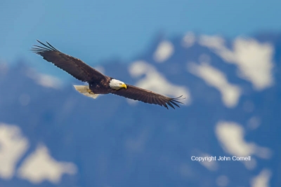 Bald-Eagle;Eagle;Flying-Bird;Haliaeetus-leucocephalus;Photography;action;active;